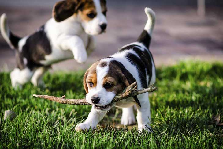 Beagle