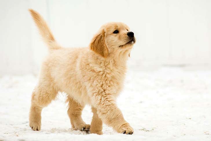 golden-retriever