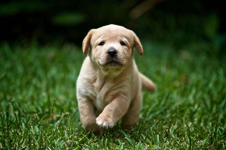 labrador-retriever