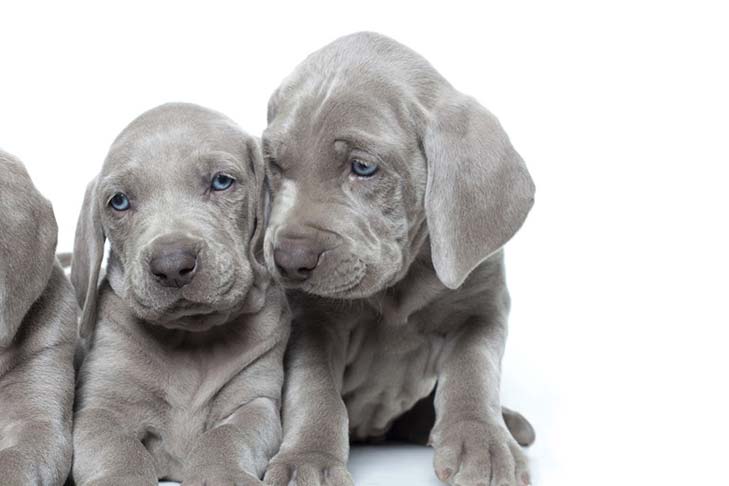 weimaraner